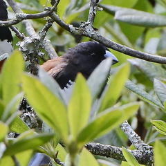 Spermestes bicolor nigriceps