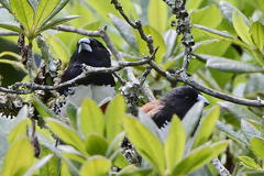 Spermestes bicolor nigriceps