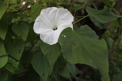 Ipomoea scopulorum