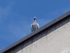 Columba livia domestica