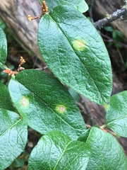 Puccinia caricis-shepherdiae