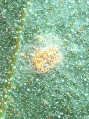 Puccinia caricis-shepherdiae