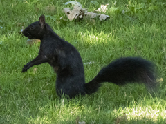 Sciurus carolinensis