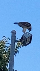 Buteo jamaicensis