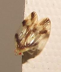 Tropiduchidae