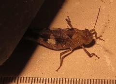 Humbe tenuicornis