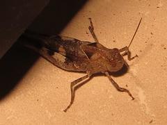 Humbe tenuicornis