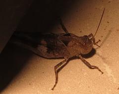 Humbe tenuicornis