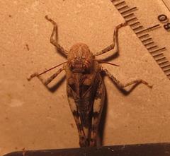 Humbe tenuicornis