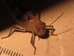 Humbe tenuicornis