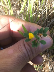 Acmispon wrangelianus