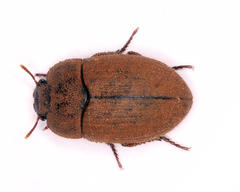 Opatrini