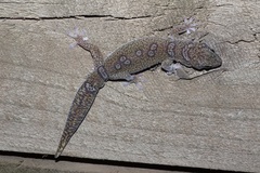 Oedura elegans