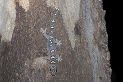Oedura elegans
