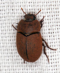 Opatrini