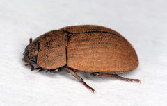 Opatrini