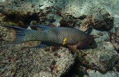 Bodianus