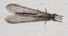 Jaya