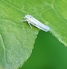 Zyginidia scutellaris