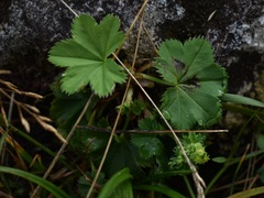 Alchemilla glabra