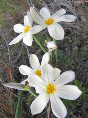 Moraea radians