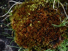 Imbribryum alpinum