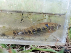 Dormitator maculatus