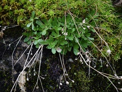 Micranthes stellaris