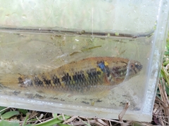 Dormitator maculatus