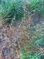 Coprosma propinqua