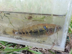 Dormitator maculatus