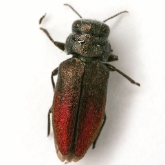 Chrysobothris ephedrae