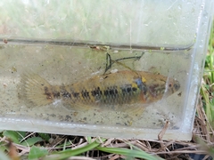 Dormitator maculatus