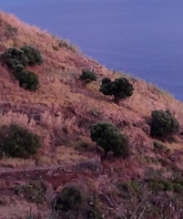 Olea europaea cerasiformis