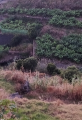Olea europaea cerasiformis