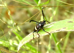 Lissonotus flavocinctus