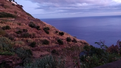 Olea europaea cerasiformis