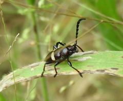 Lissonotus flavocinctus