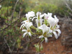 Pelargonium violiflorum