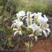 Pelargonium violiflorum - Photo (c) Nick Helme, some rights reserved (CC BY-SA), uploaded by Nick Helme