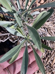 Oreocarya suffruticosa setosa