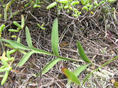 Pelargonium violiflorum