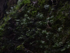 Hymenophyllum wilsonii