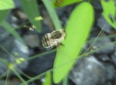 Neorhynchocephalus