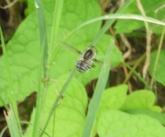 Neorhynchocephalus