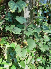 Ampelocissus indica