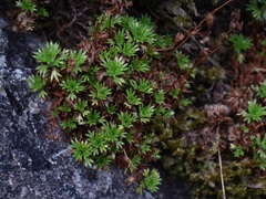 Saxifraga hypnoides