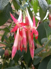 Fuchsia boliviana