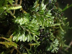 Hymenophyllum wilsonii