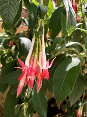 Fuchsia boliviana